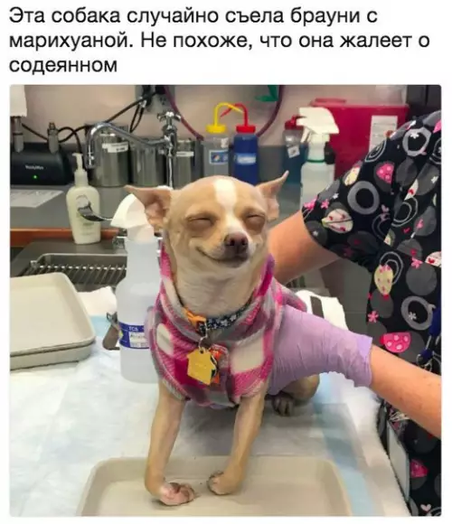 Смешная картинка №229861