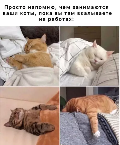 Смешная картинка №577327 Коты
