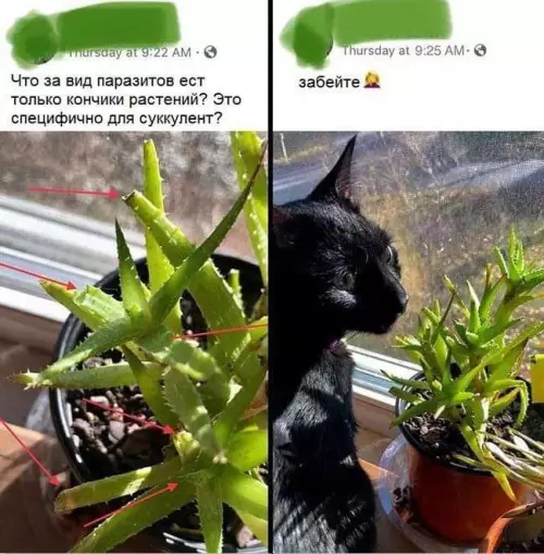 Смешная картинка №661697 Котн