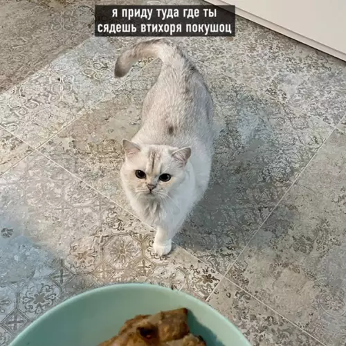 продолжение Смешная картинка №560584 Пyгaчёвa пo-кoтoвcки