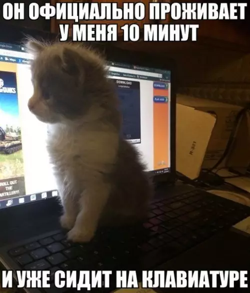 Смешная картинка №176036 котенок