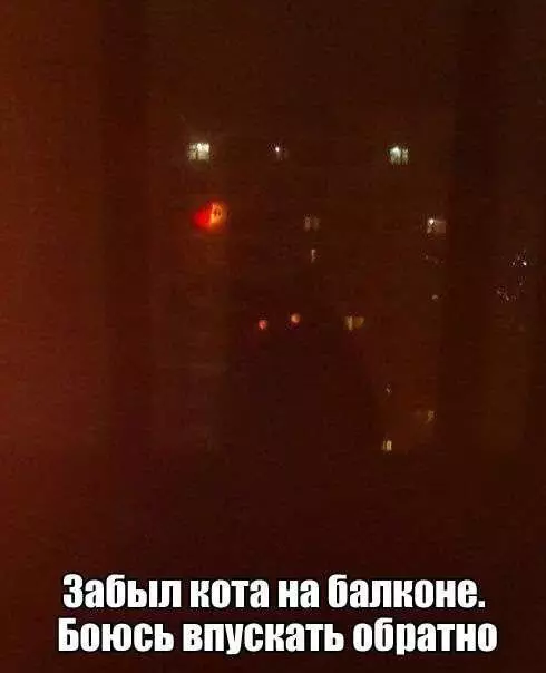 Смешная картинка №187281 коты