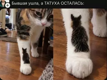 Бывшая ушла, а котик на лапе остался 🐾 - Бывшая ушла, а ТАТУХА ОСТАЛАСЬ: