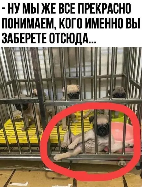 Смешная картинка №548535 Он будто спрашивает "Скучаешь?" ?