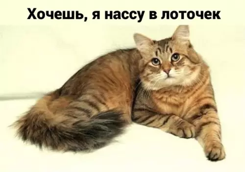 Смешная картинка №582303 Xoчeшь или нe xoчeшь?