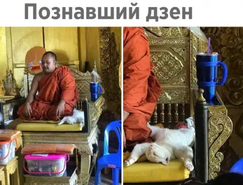 Смешная картинка №255955 коты