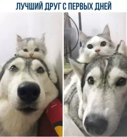 Смешная картинка №259665