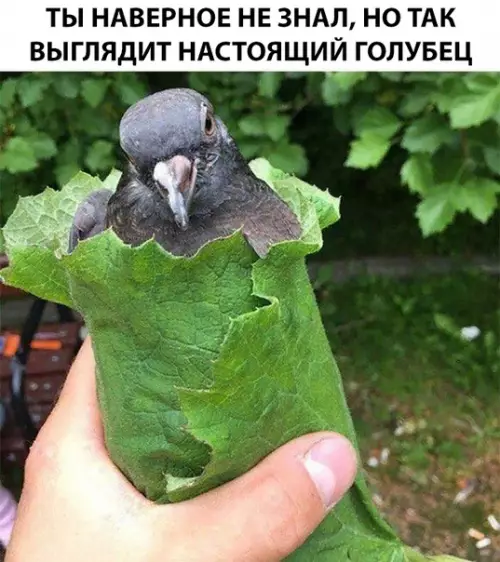 Смешная картинка №312738