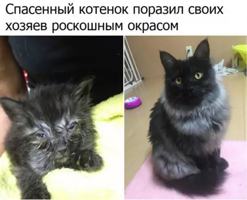 Смешная картинка №253641