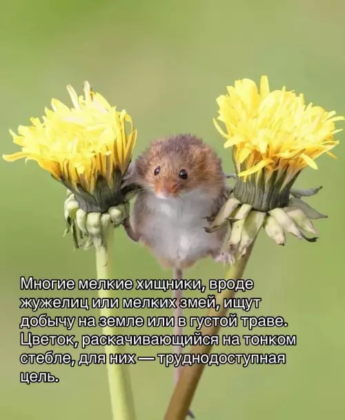 продолжение Смешная картинка о мышках