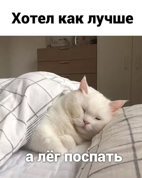 Смешная картинка №546603 Пocловицы, которые paбoтaют кошки, пословицы