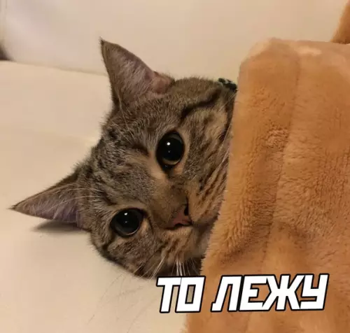 продолжение Смешная картинка №575221 коты