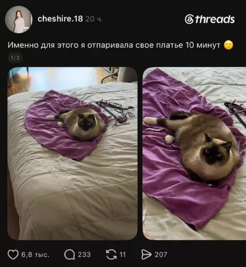 Твой кот — главный потребитель пара 🐈💨 - Именно для этого я отпаривала свое платье 10 минут