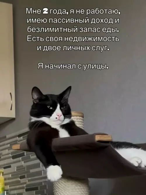 Бизнес-план от котейки 🐈‍⬛💸 - Мне 2 года, я не работаю, имею пассивный доход и