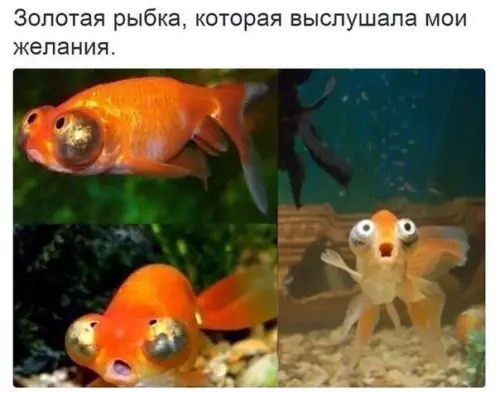 Смешная картинка №210919 рыба, золотая рыбка