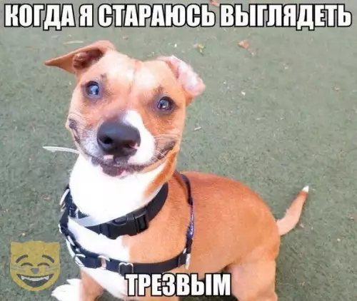 Смешная картинка №323801