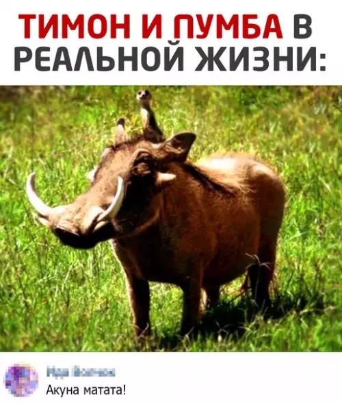 Смешная картинка №552082