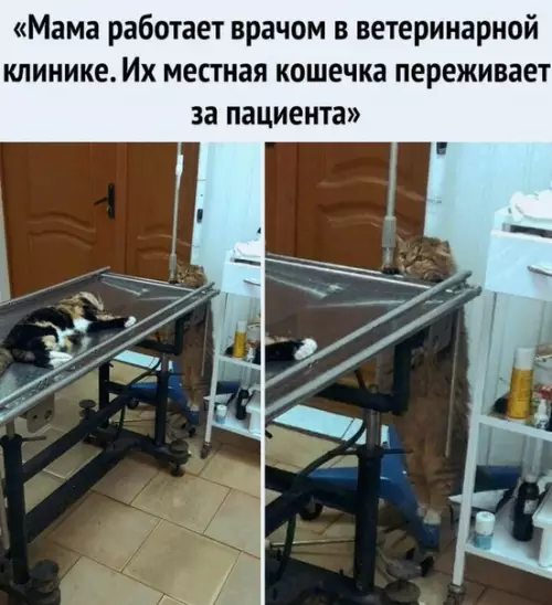 Смешная картинка №504754 Милоты пост