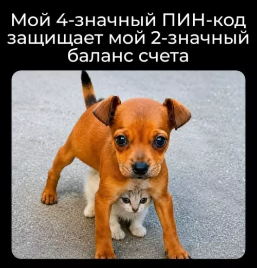 Бронированный котенок и его защита 🛡️🐶 - Мой 4-значный ПИН-код защищает мой 2-значный баланс счета