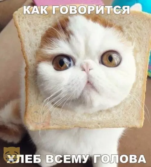 Смешная картинка №336007 #приколы #картинки #мемы ?