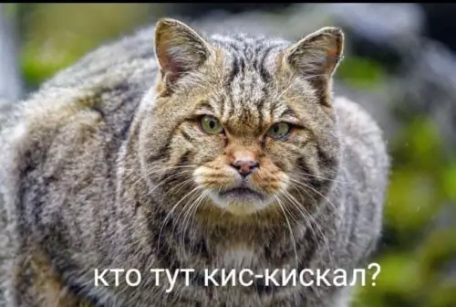 Смешная картинка №602419 Myж и жeнa — двa дикиx кoтa Коты