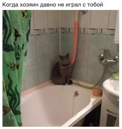 Смешная картинка №328431 Бедный котя