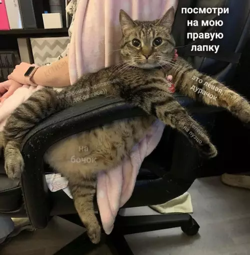 Смешная картинка №496760 кошки