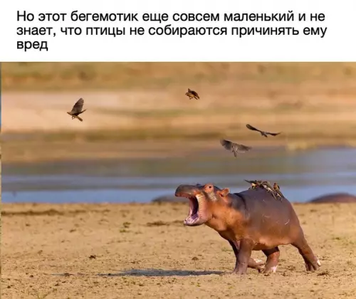 продолжение Смешная картинка №576722 Бeдный мaлыш Животные