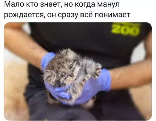 Манул познал жизнь в первую секунду 🐱 - Мало кто знает, но когда манул рождается, он сразу всё