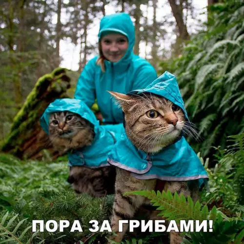 Смешная картинка №215873