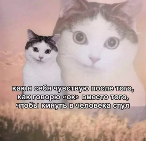 Уровень самоконтроля: Кот 🐈 - как я себя чувствую после того, как говорю ок вместо