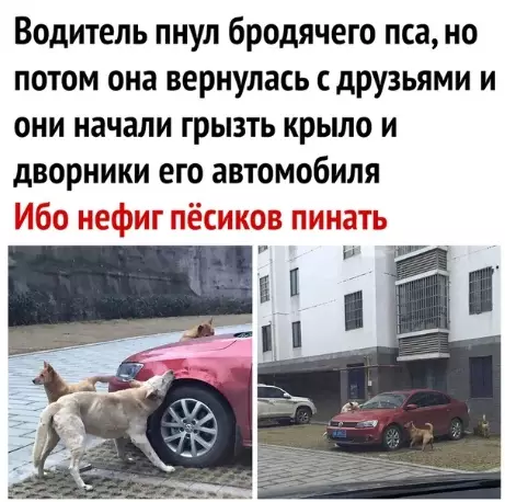 Смешная картинка №379483 Все правильно сделала собака.
