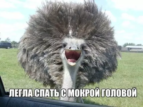 Смешная картинка №309648