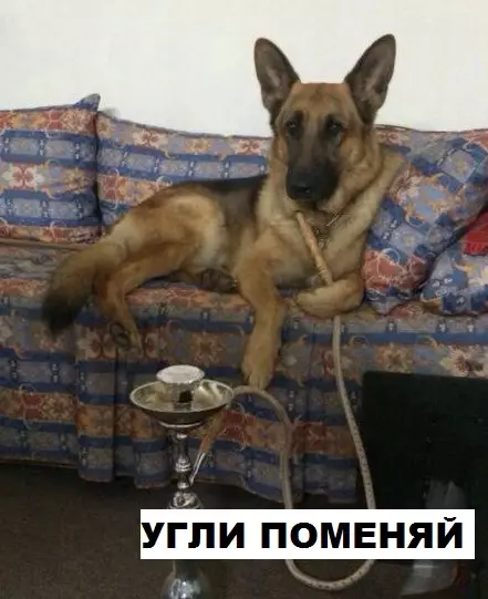 Смешная картинка №289812