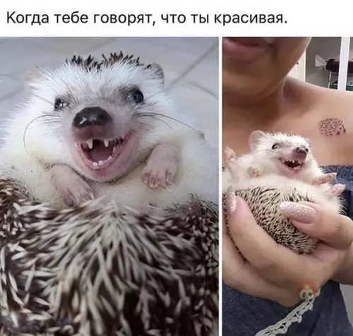 Смешная картинка №509478 ???