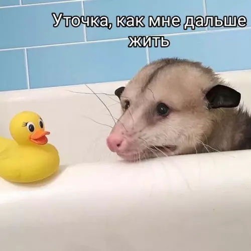 Смешная картинка №395000 История одного опоссума