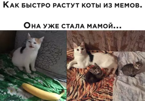 Смешная картинка №509234