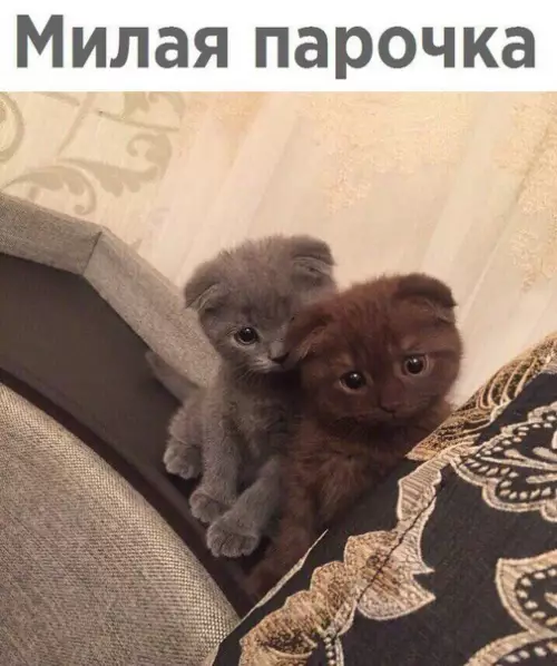 Смешная картинка №242906