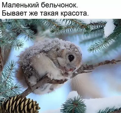 Смешная картинка №241868