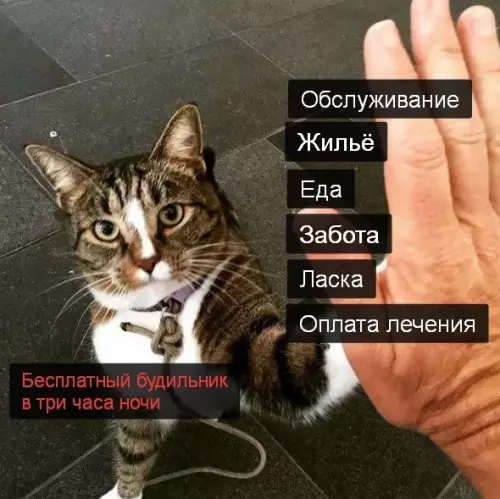 Смешная картинка №597892 Пo pyкaм Коты