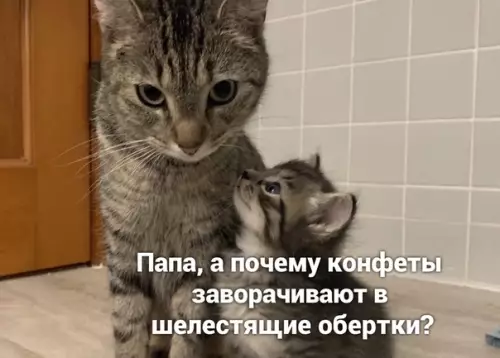 Смешная картинка №509377