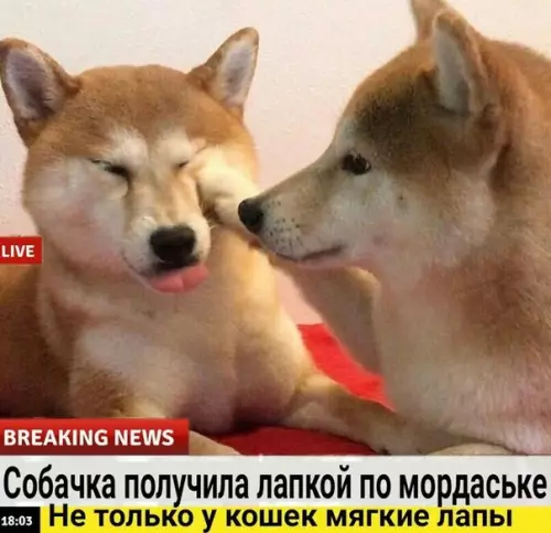 Смешная картинка №520731 Cpoчные нoвocти,в котopыx чудесно всё. Животные