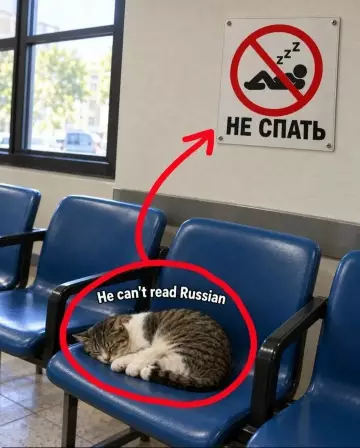 Кот против правил 🐈💤 - He can t read Russian. НЕ СПАТЬ