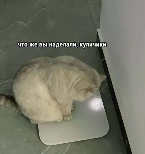 Кошачьи переживания на весах