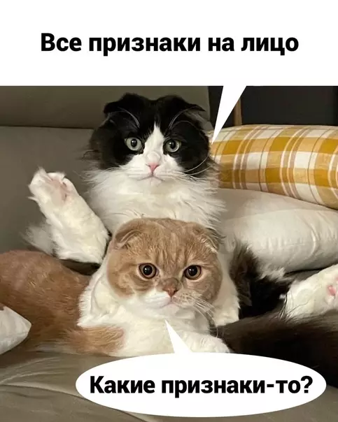 продолжение Смешная картинка №577871 Кошки и наташа