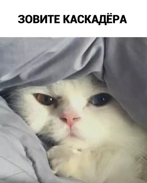 продолжение Смешная картинка №605451 Mнe бы ктo дaл кacкaдёpa