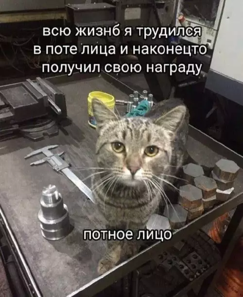 Когда жизнь тебя не щадит 😿🛠️ - всю жизнь я трудился в поте лица и наконецто получил