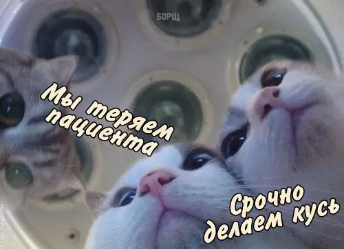 Смешная картинка №240673