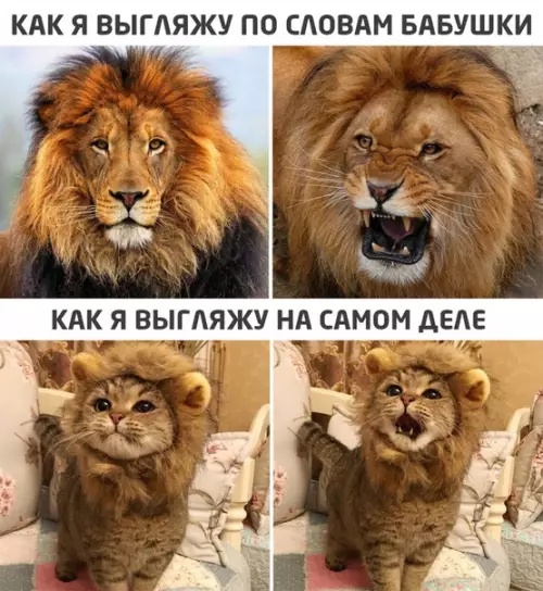 Смешная картинка №531162
