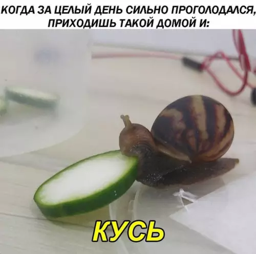 Смешная картинка №203517
